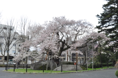 石割桜　１