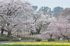 神代桜　遠景