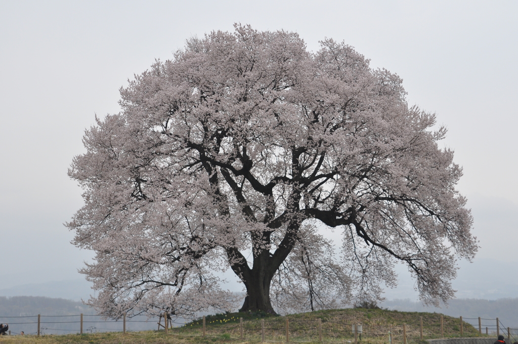 王仁塚（わにつか）桜