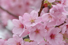 桜花
