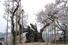 神代桜