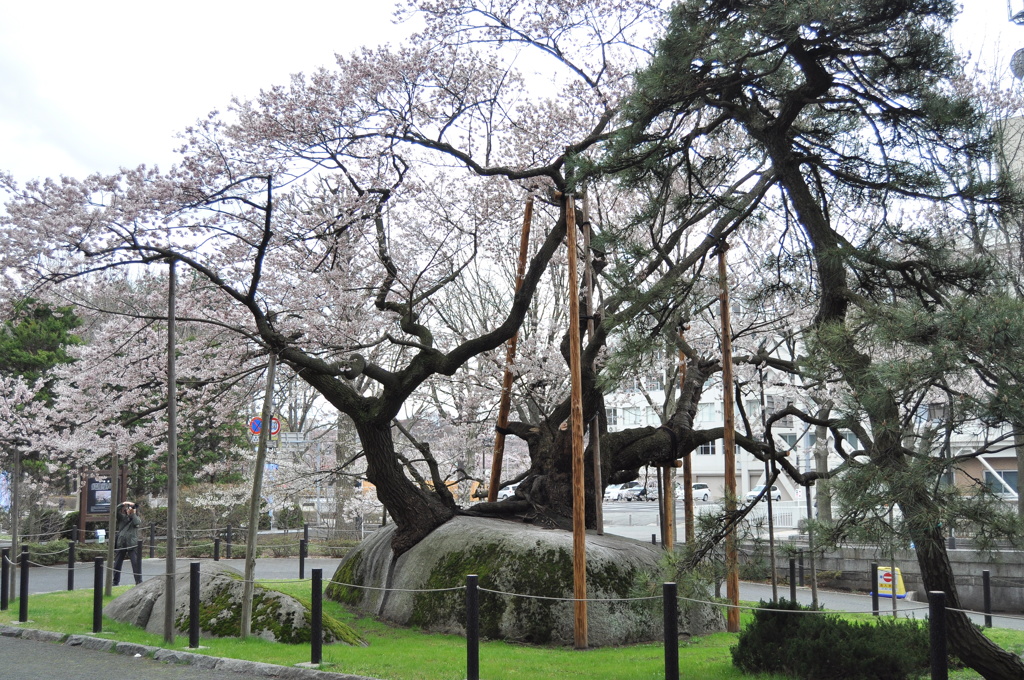 石割桜　２