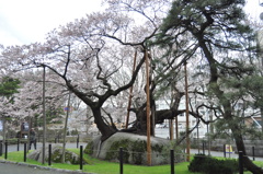 石割桜　２