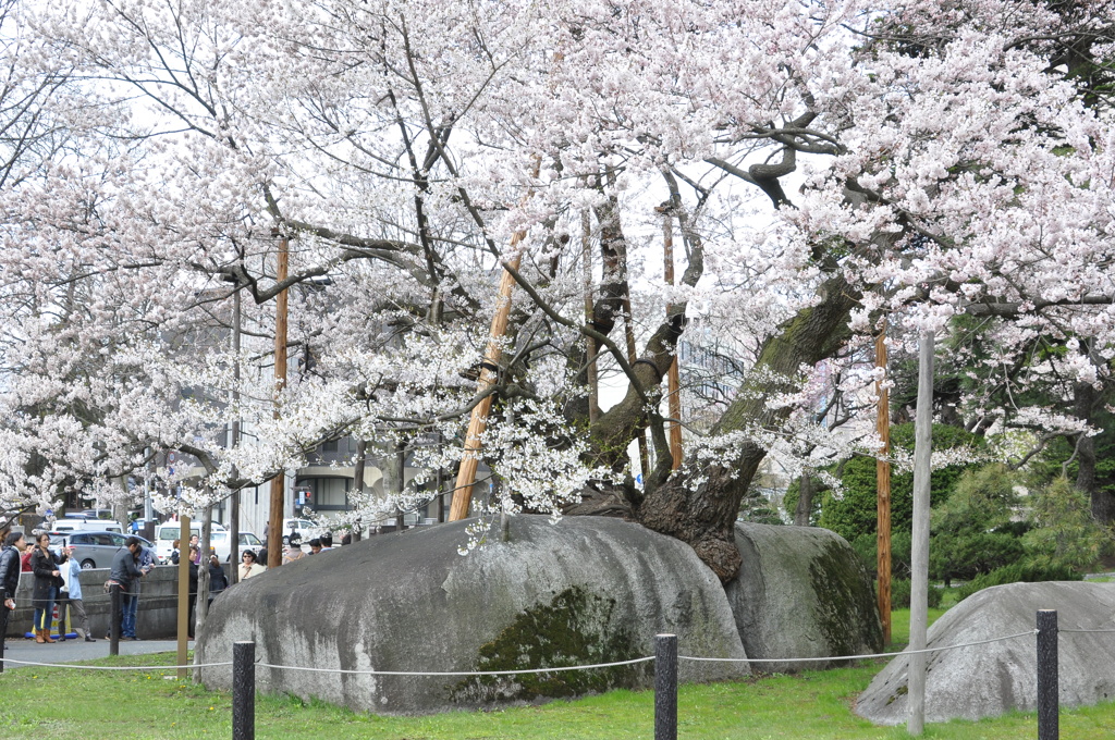 石割桜　３