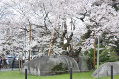 石割桜　３