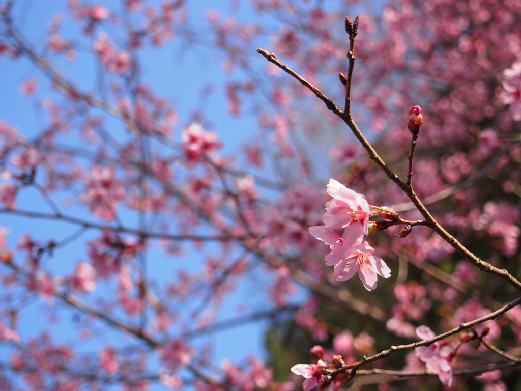 ピンクの梅の花