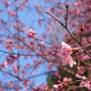 ピンクの梅の花
