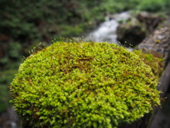 苔の花