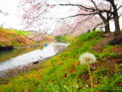 川沿いの春