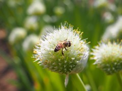 ネギの花の魅力