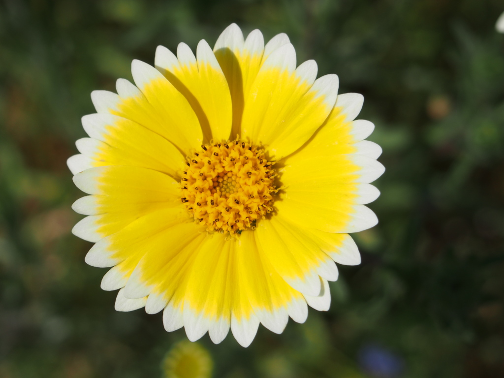 花畑の小さな太陽