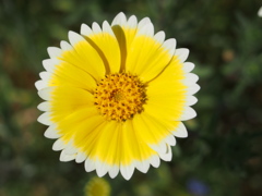 花畑の小さな太陽