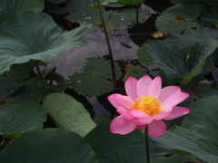 沼の一輪