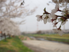 川沿いの桜並木