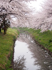 両岸の桜並木