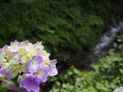 渓流と紫陽花