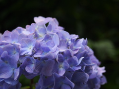 紫陽花