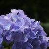 紫陽花