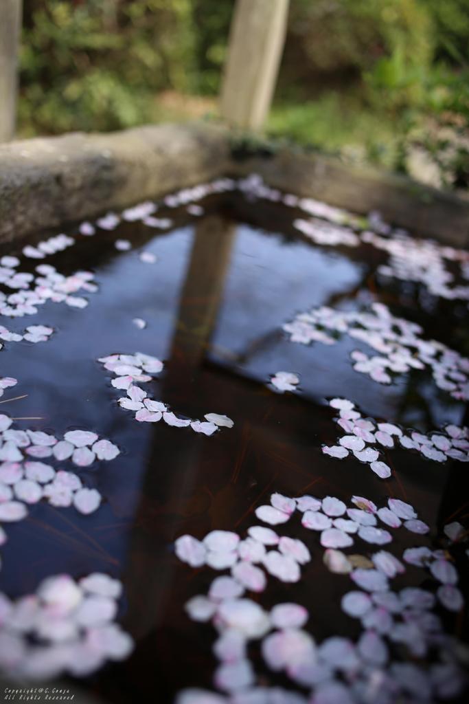 散桜花