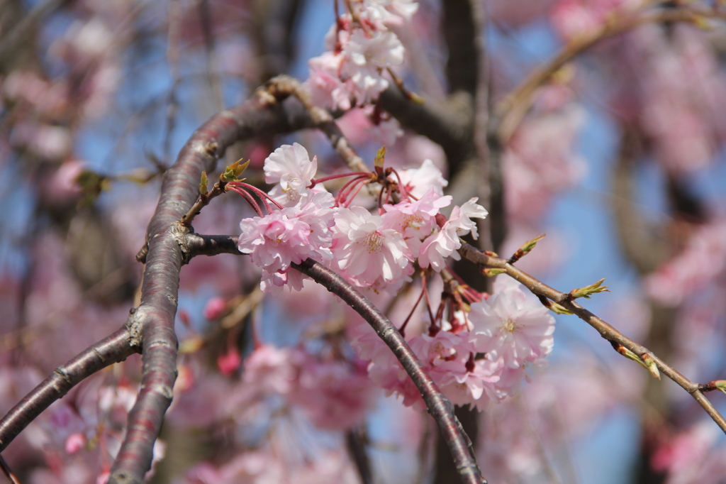 桜２
