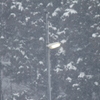 雪国