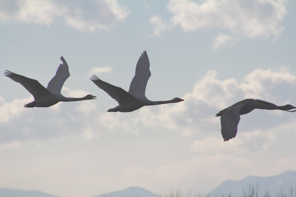 ２０１２　白鳥③