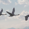 ２０１２　白鳥③