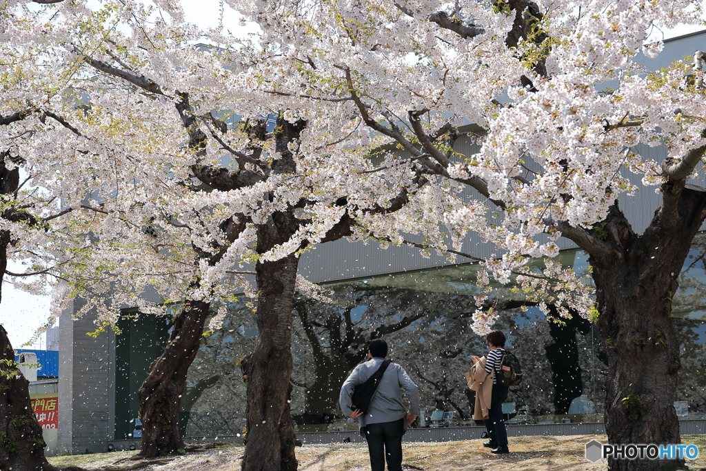 桜吹雪