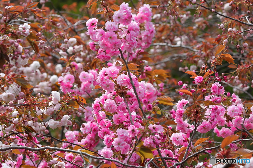 室蘭の桜③