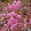 室蘭の桜③