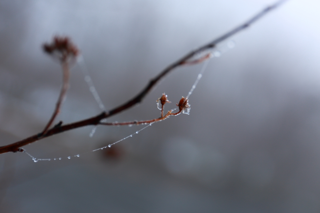 蜘蛛糸の雫