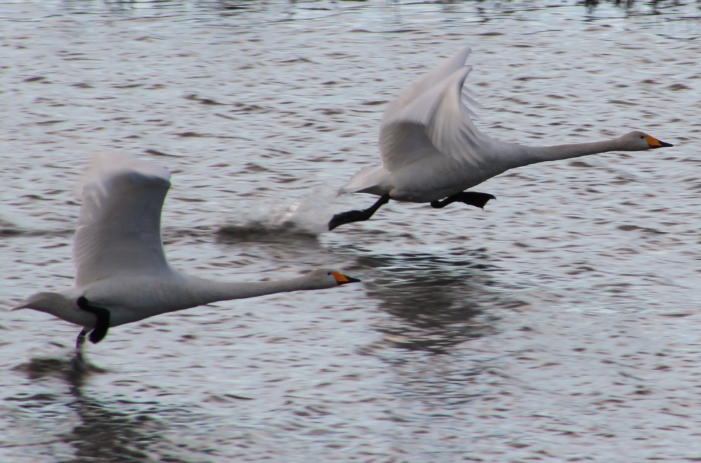 ２０１２　白鳥①