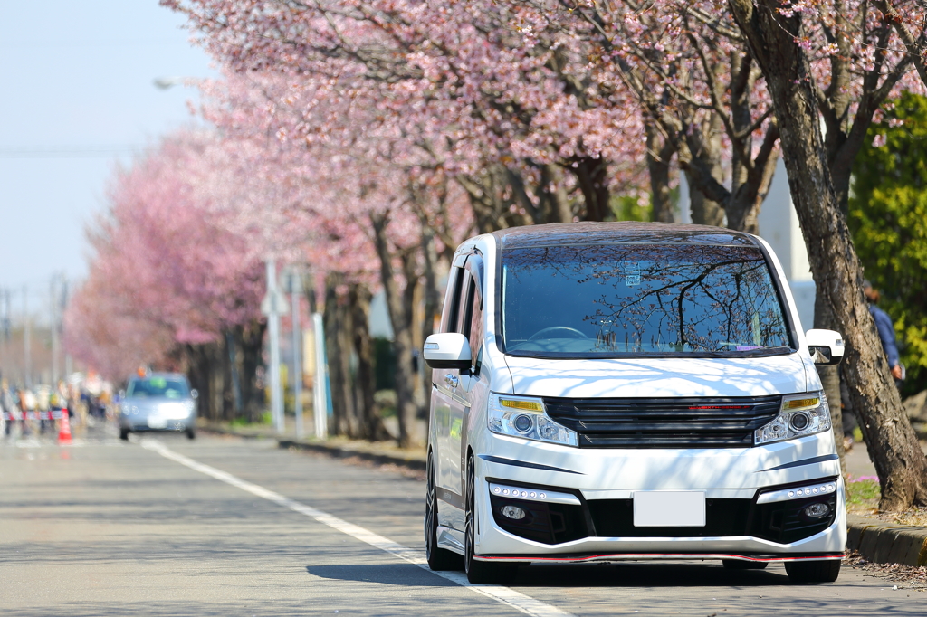桜並木