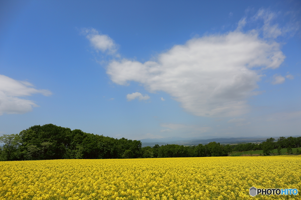 菜の花畑