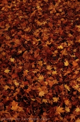 紅葉の絨毯