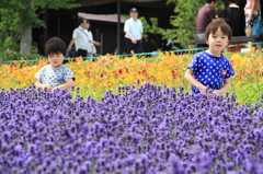 癒しの香り