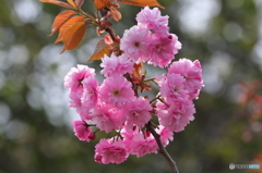 室蘭の桜④