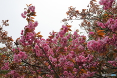 室蘭の桜②