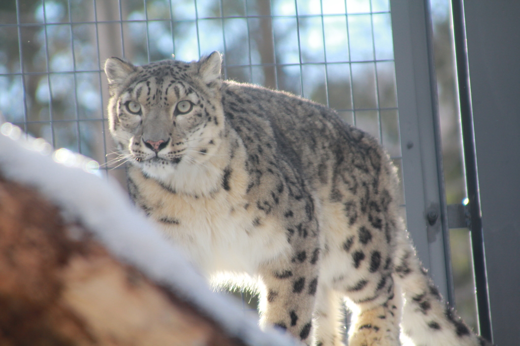 ２０１３　円山動物園①