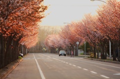桜並木