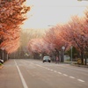桜並木