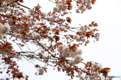 室蘭の桜①