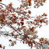 室蘭の桜①