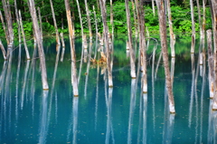 池の色