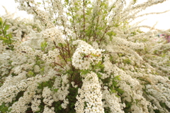 白い花