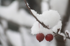 積雪