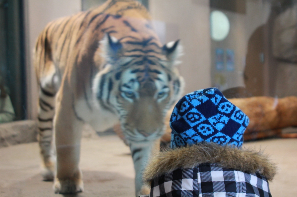 ２０１３　円山動物園　獲物発見！