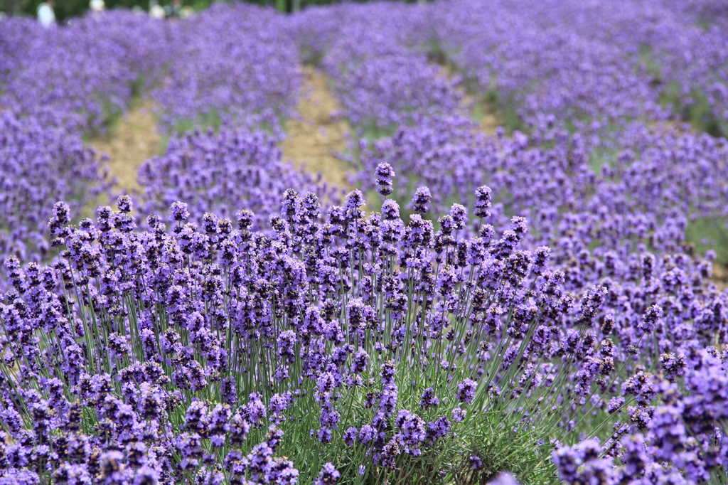 天然の芳香剤