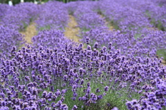 天然の芳香剤