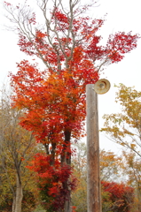紅葉と外灯